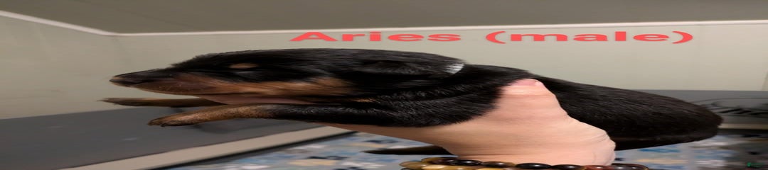 Aries