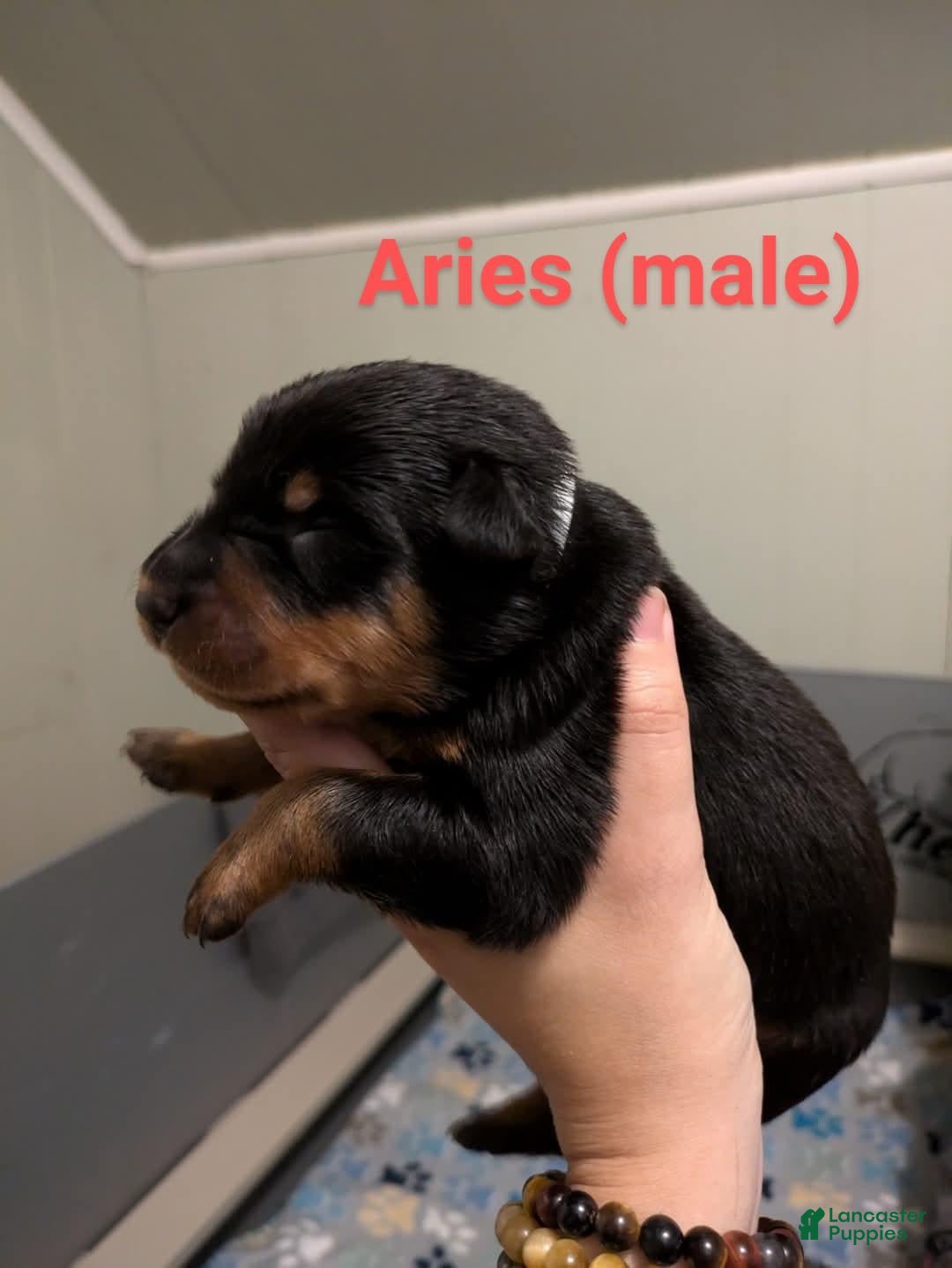 Beauceron dogs for sale: Aries - Image 1