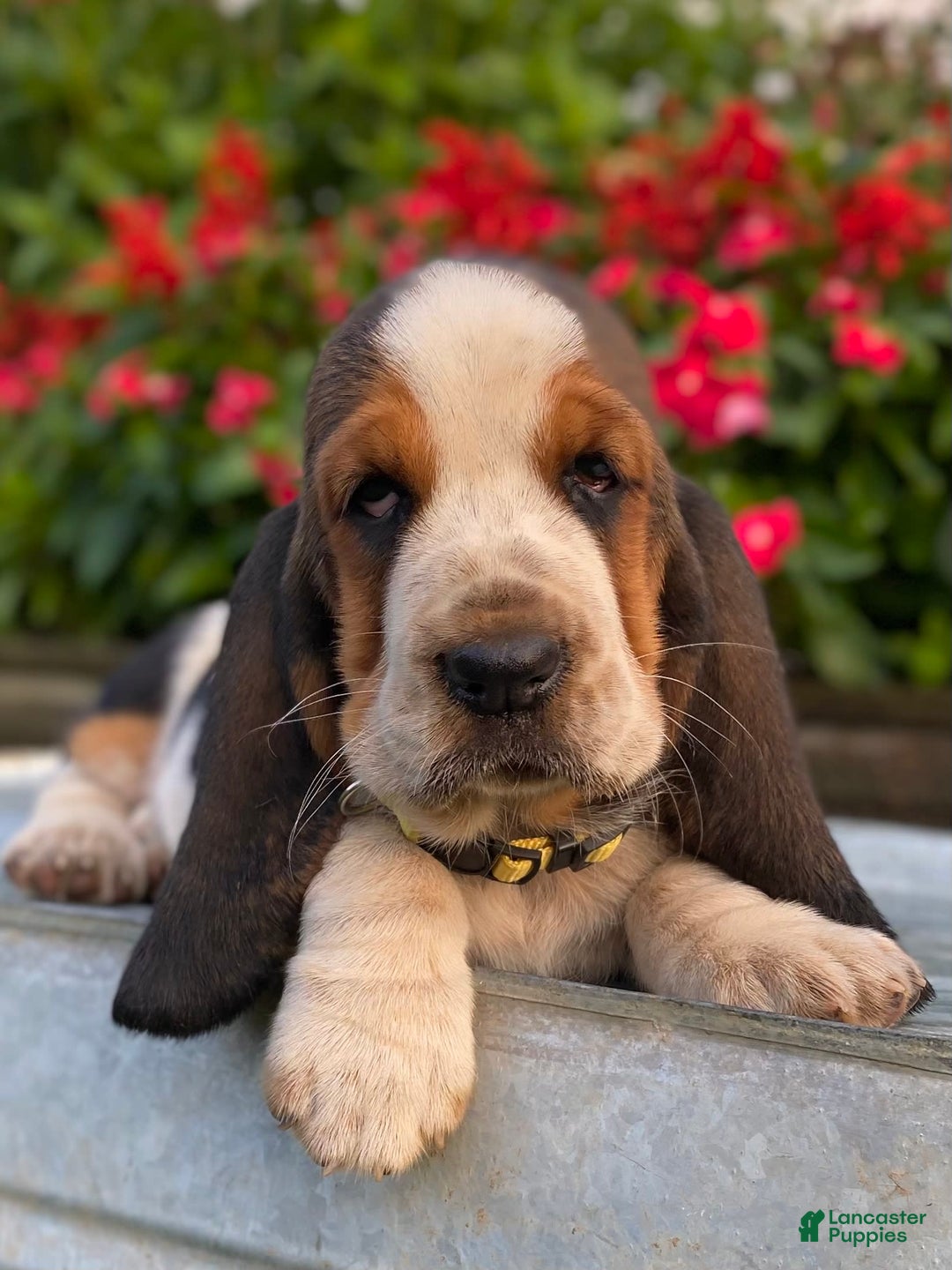 Basset Hound dogs for sale: Isabelle - Image 15