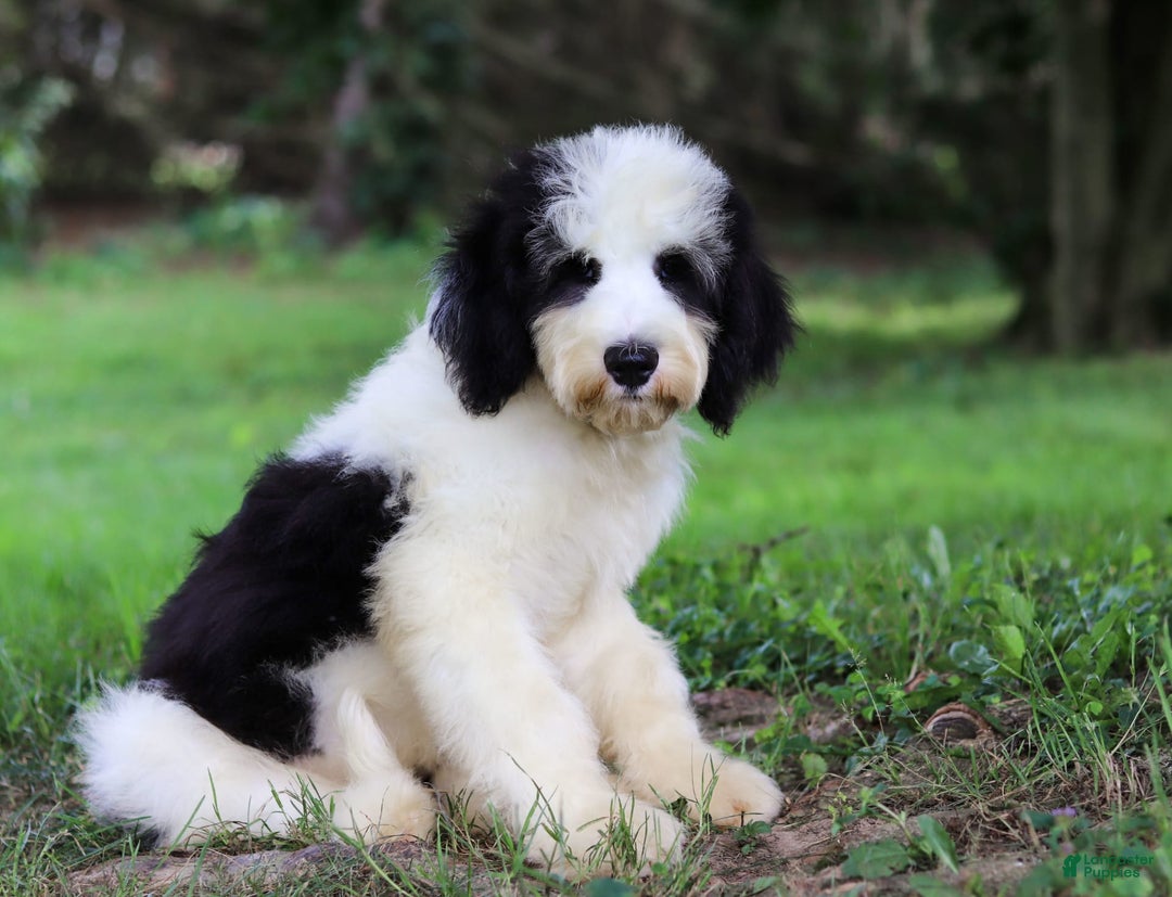 Sheepadoodle dogs for sale: Everett - Image 9