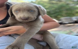 Labrador Retriever dogs for sale: Dolly - Image 1