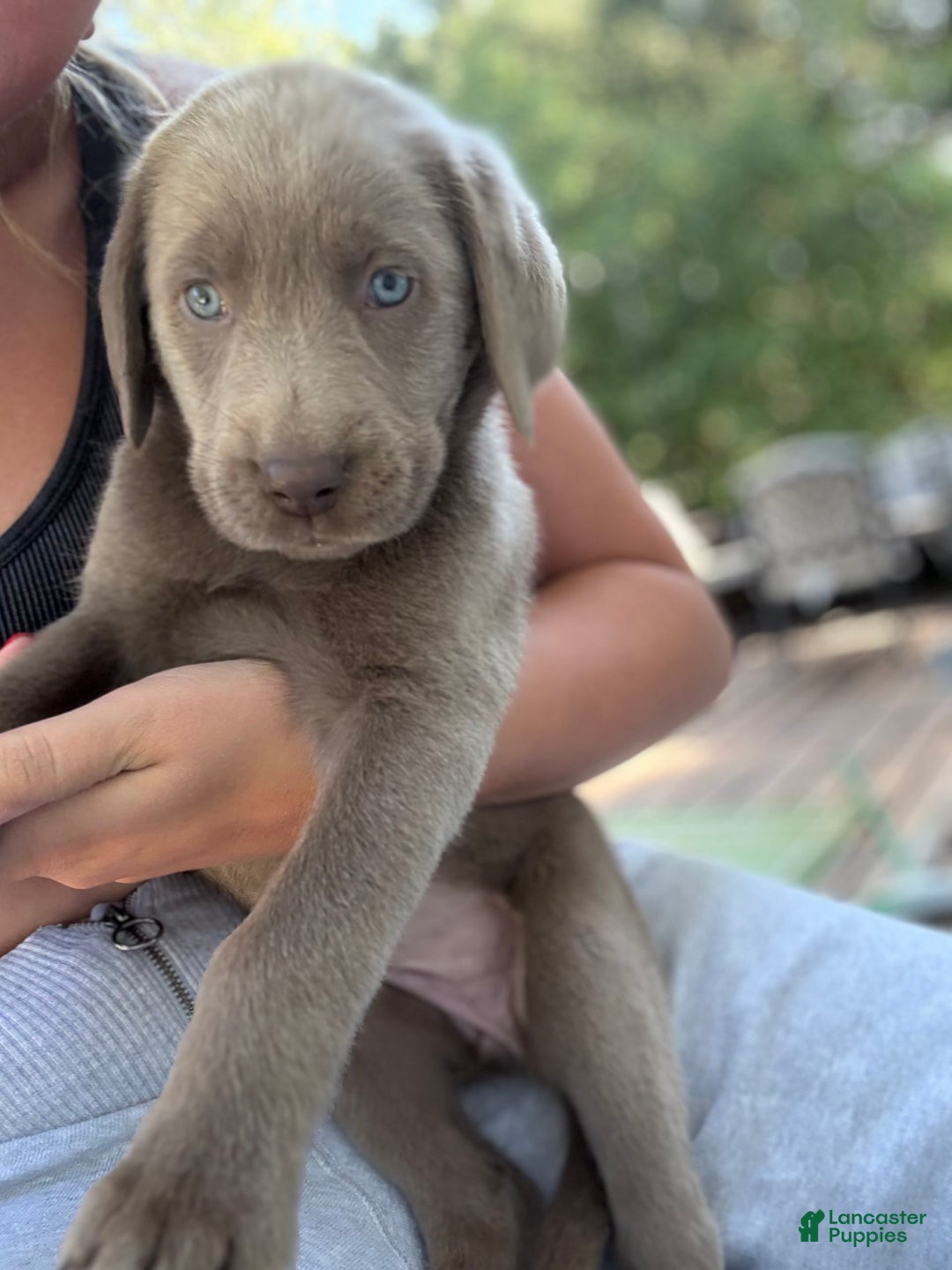 Labrador Retriever dogs for sale: Dolly - Image 1