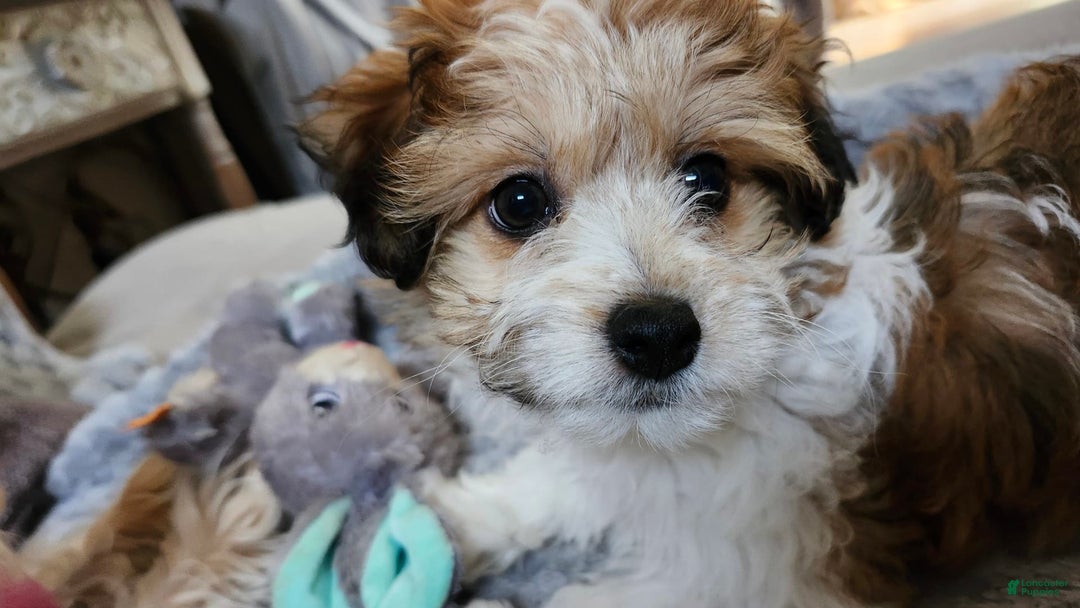 Havanese dogs for sale: Chunky Monkey - Image 7