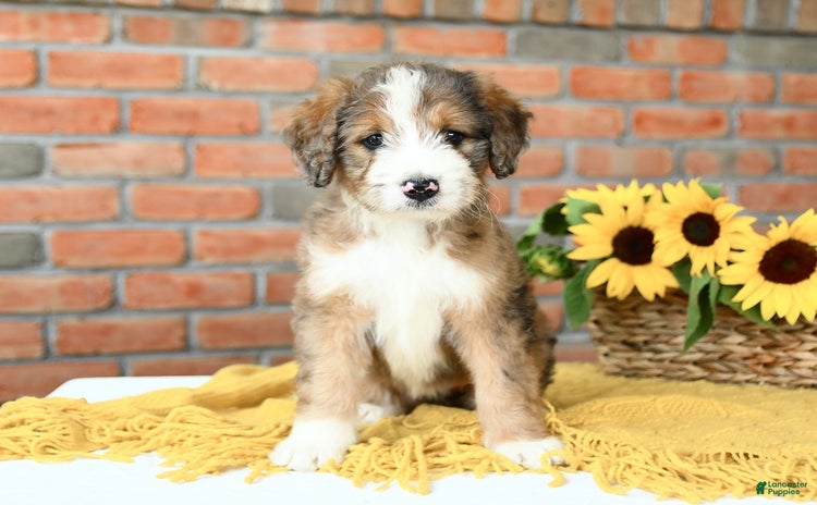Bernedoodle dogs for sale - Ad 1