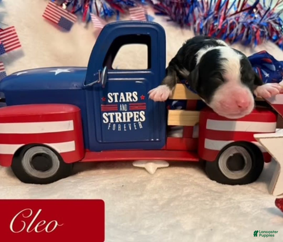 Bernedoodle dogs for sale: Cleo - Image 1