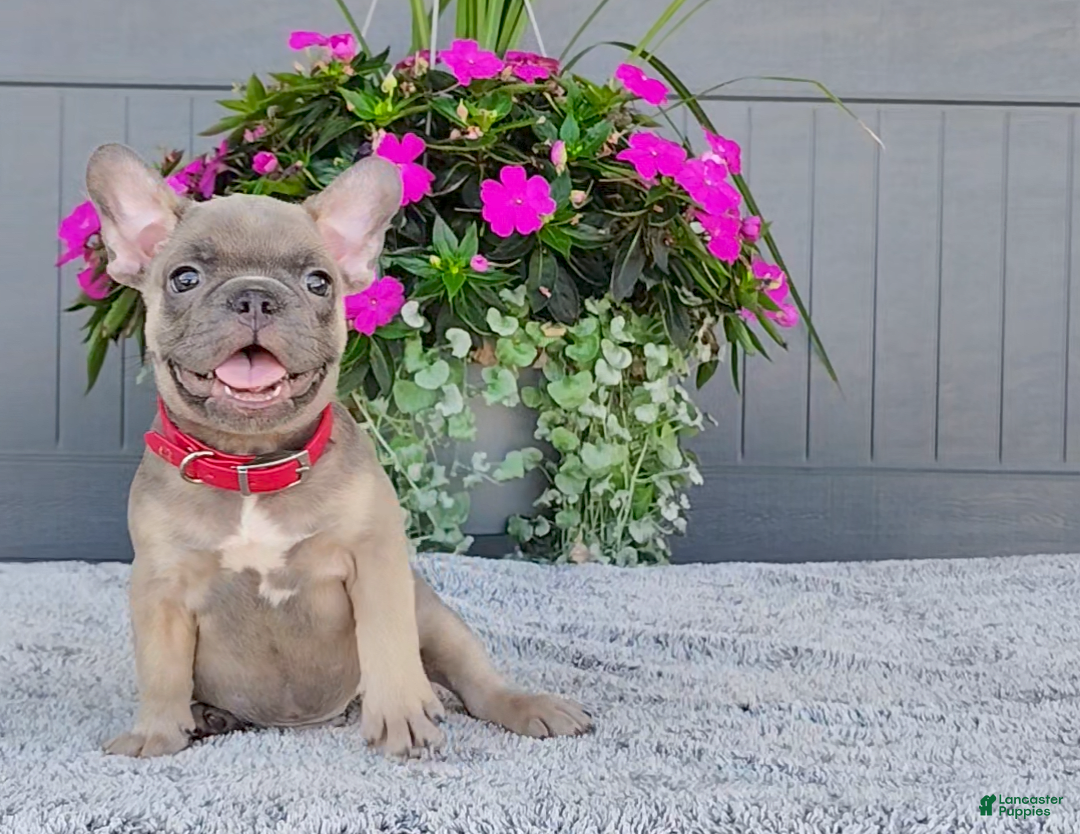 Frenchton dogs for sale: Stewie - Image 3