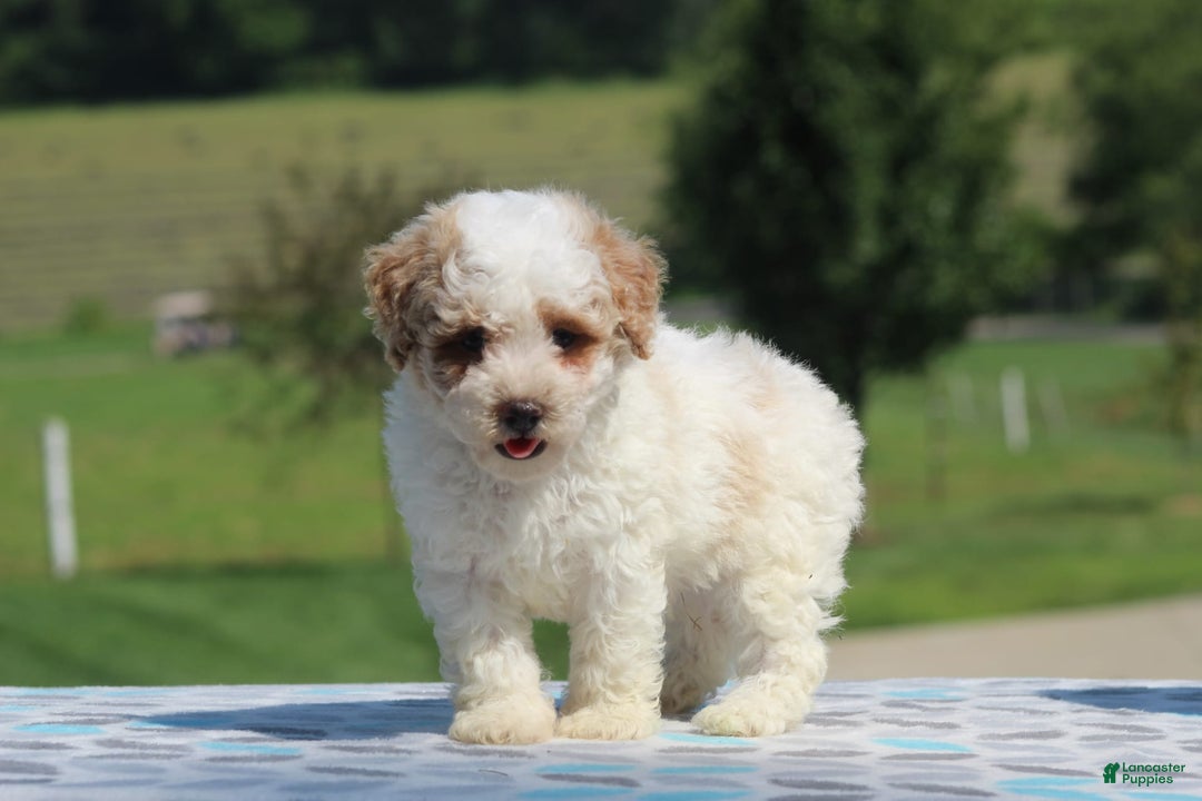 Maltipoo dogs for sale: Cooper - Image 2