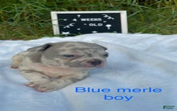 French Bulldog dogs for sale: Zach Myers - Image 4