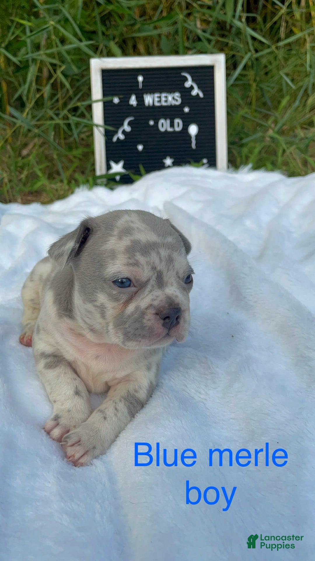 French Bulldog dogs for sale: Zach Myers - Image 4