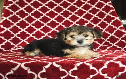 Yochon dogs for sale: Reba House Raised - Image 5
