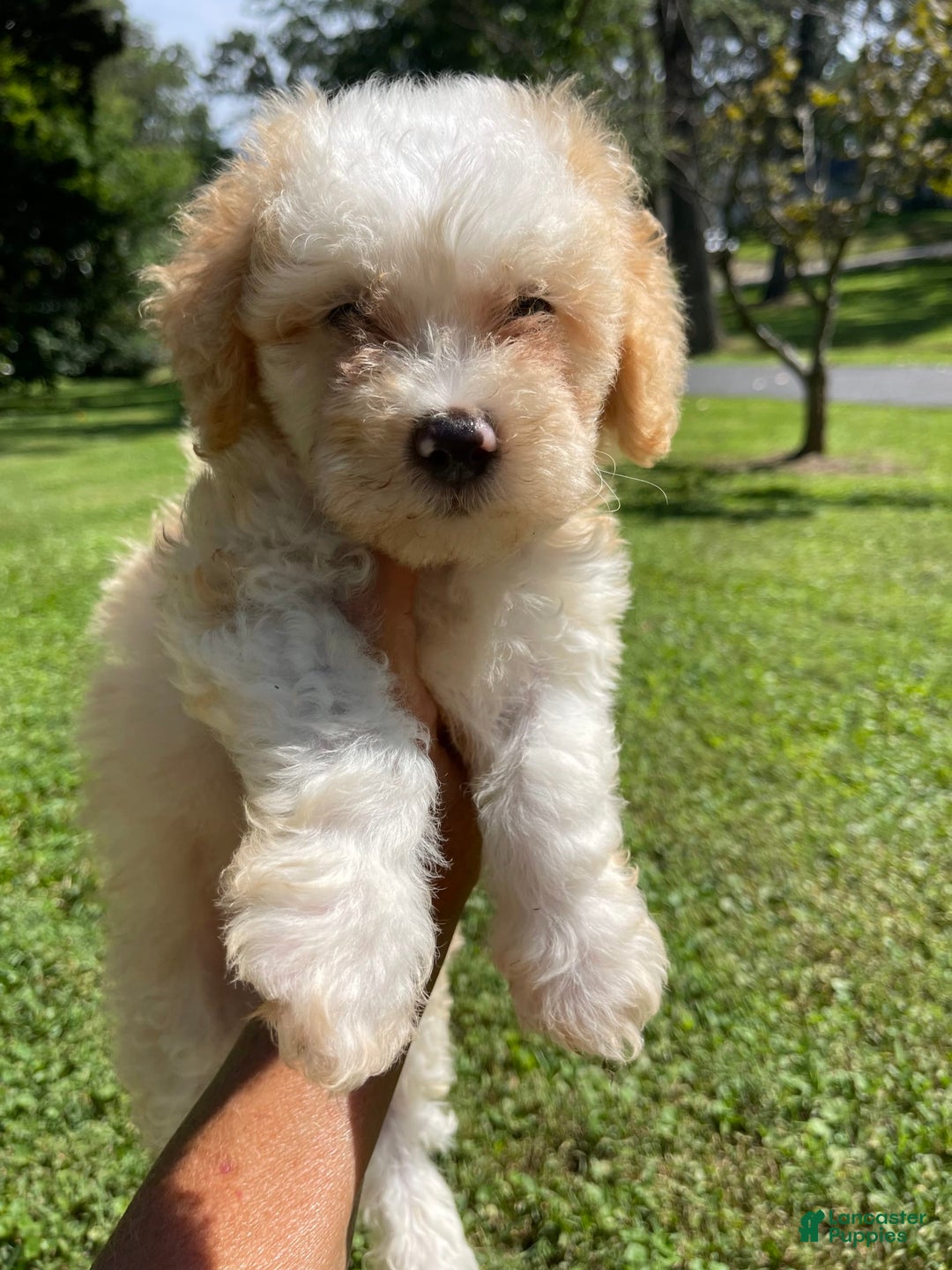Mini Bernedoodle dogs for sale: Peaches N Cream - Image 5