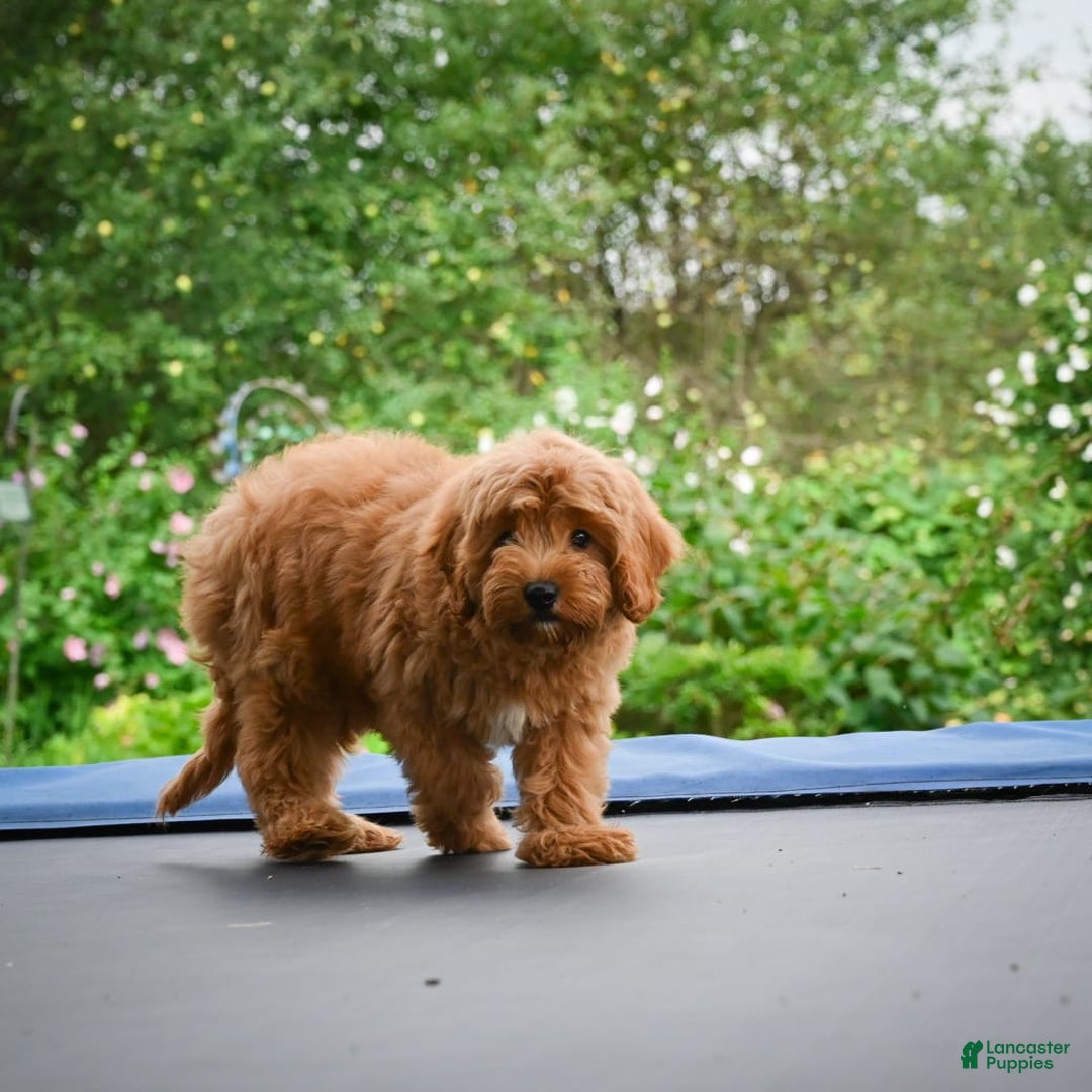 Cavapoo dogs for sale: Cabo - Image 4