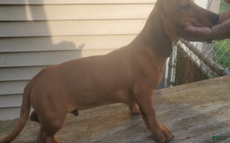 Dachshund dogs for sale: Jolly - Image 8