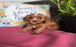 Cavapoo dogs for sale: Maverick - Image 12