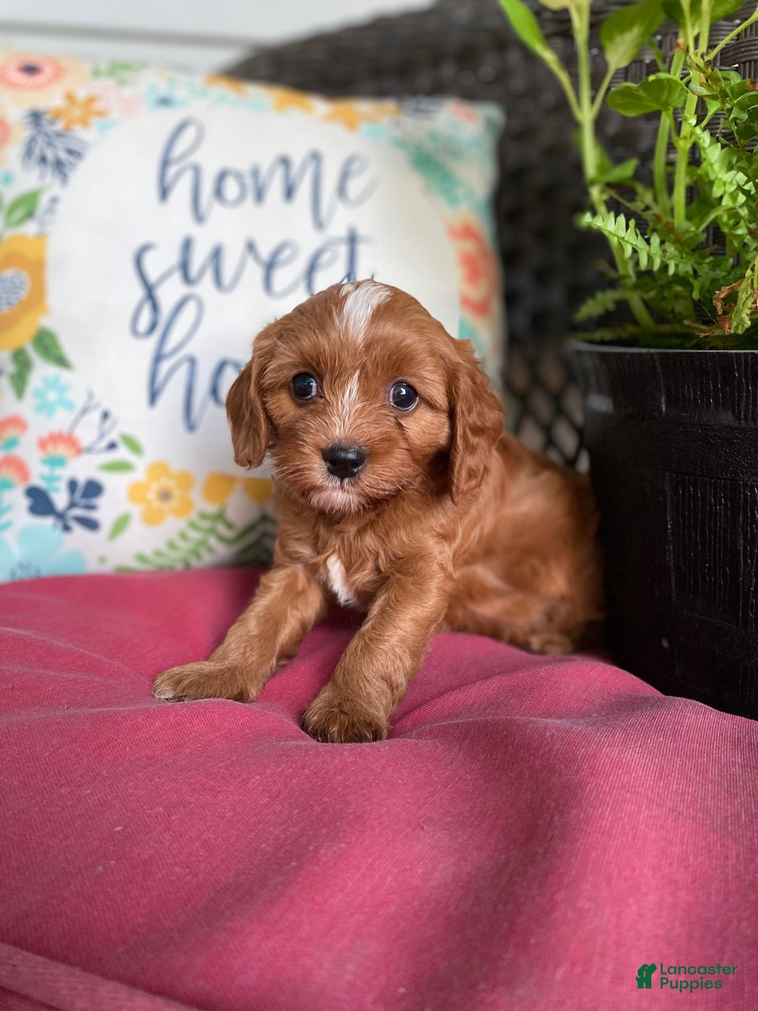 Cavapoo dogs for sale: Maverick - Image 12
