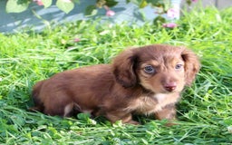 Miniature Dachshund dogs for sale: Dexter - Image 3