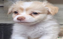 Chihuahua dogs for sale: Darcey - Image 10