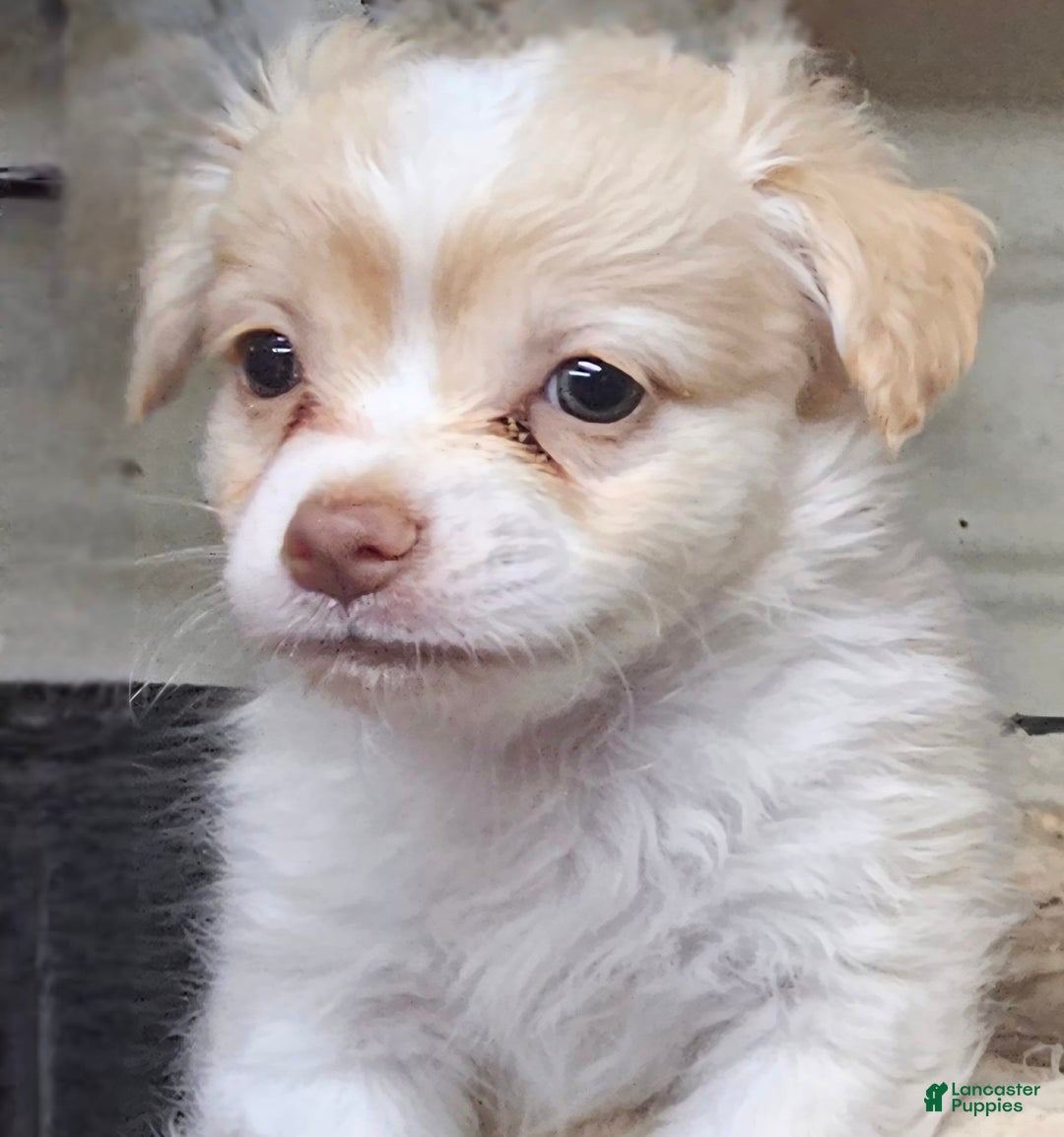 Chihuahua dogs for sale: Darcey - Image 10