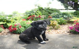 Australian Cattle Dog dogs for sale: Onyx - Image 3