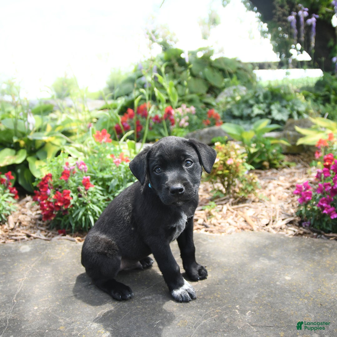 Australian Cattle Dog dogs for sale: Onyx - Image 3