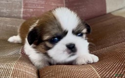 Shih Tzu dogs for sale: Ollie - Image 13