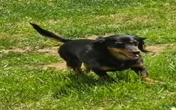 Dachshund dogs for sale: Thor - Image 11