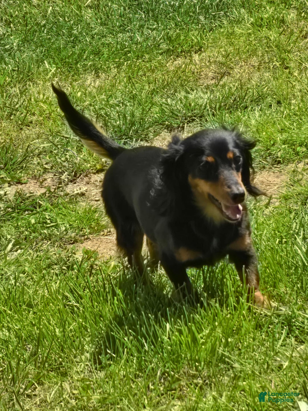 Dachshund dogs for sale: Thor - Image 11