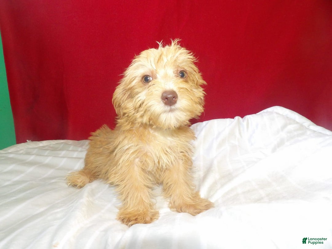 Yochon dogs for sale: maverick - Image 2