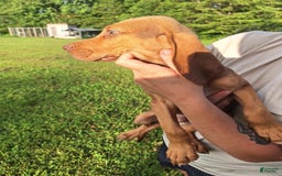 Bloodhound dogs for sale: Red - Image 4