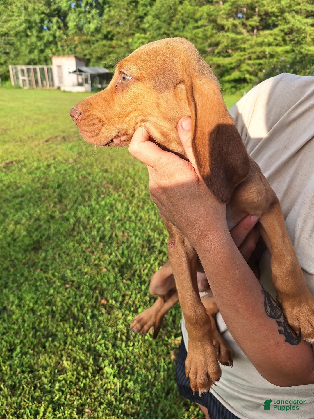 Bloodhound dogs for sale: Red - Image 4
