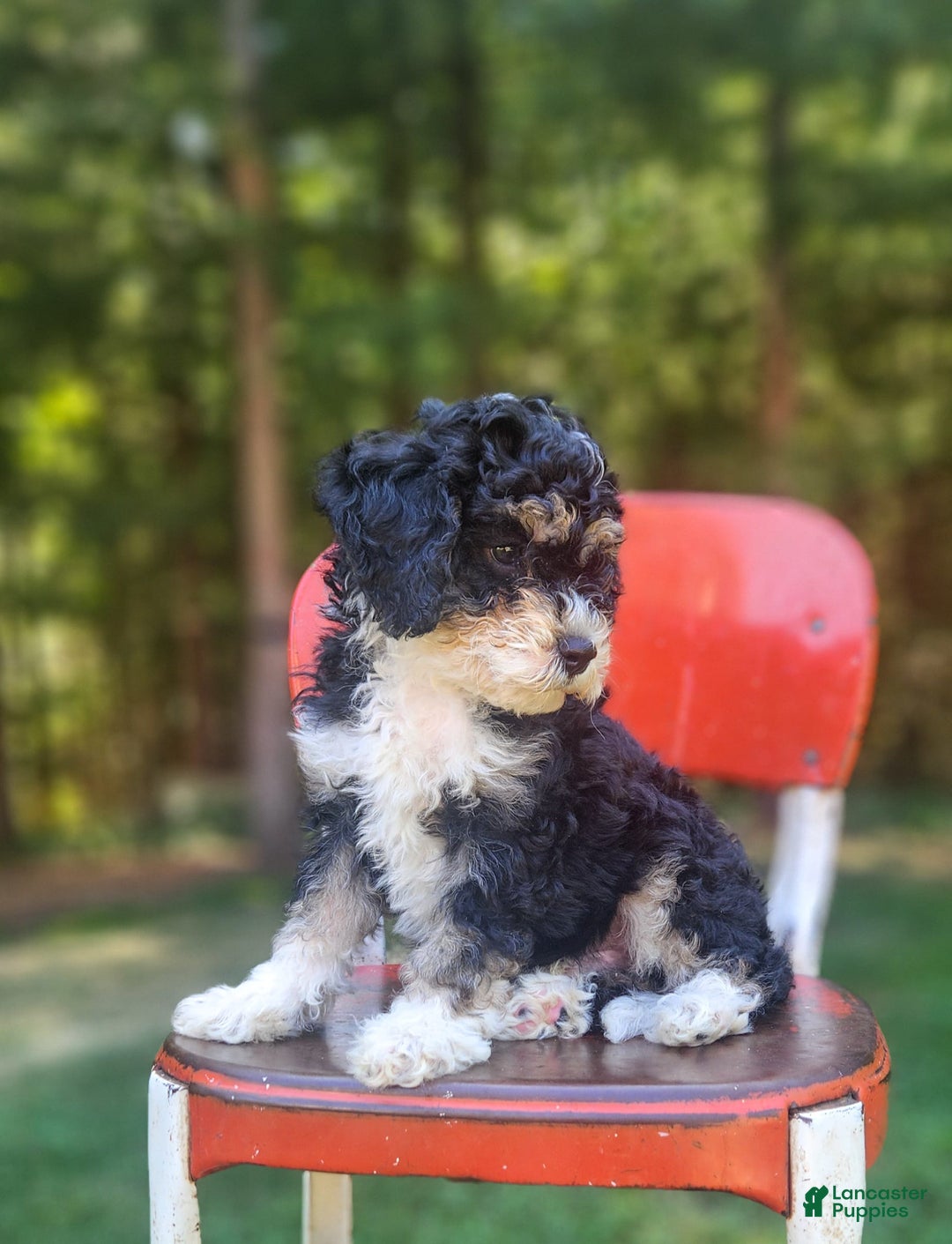 Mini Bernedoodle dogs for sale: Wilson - Image 2