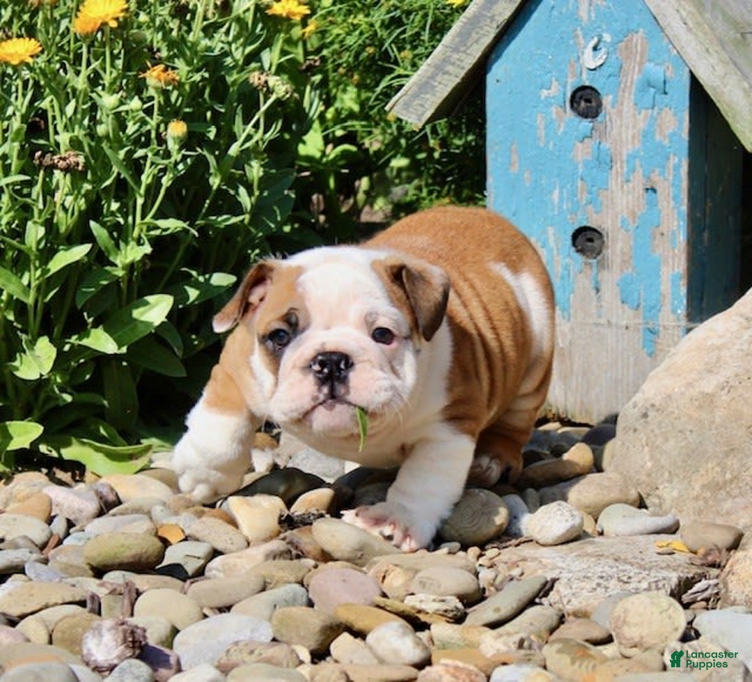 English Bulldog dogs for sale: Winston - Image 7
