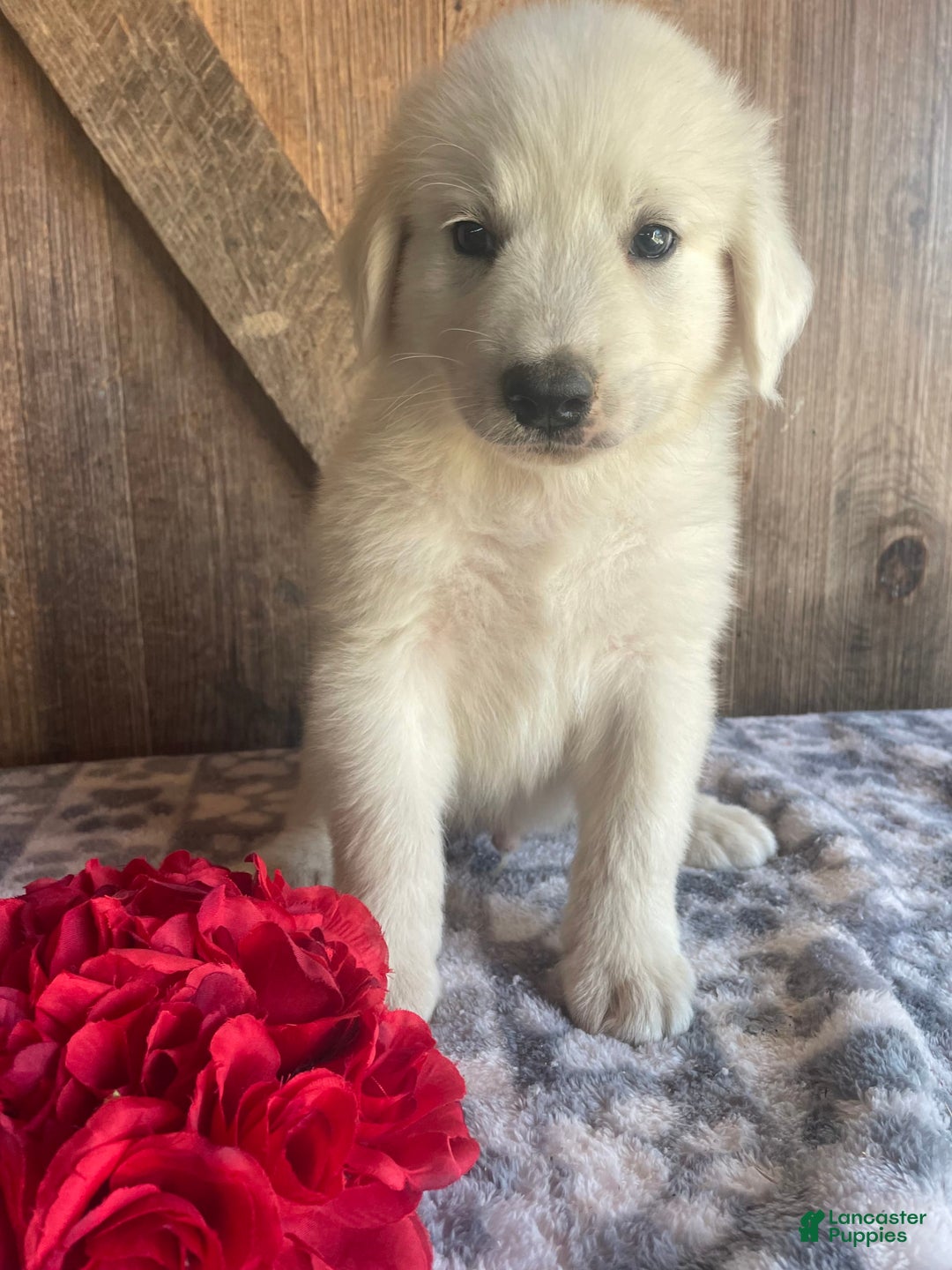 Great Pyrenees dogs for sale: Maverick - Image 3