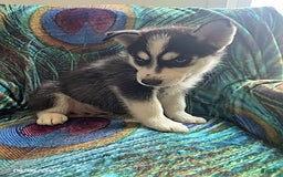 Pomsky dogs for sale: Reggie - Image 1