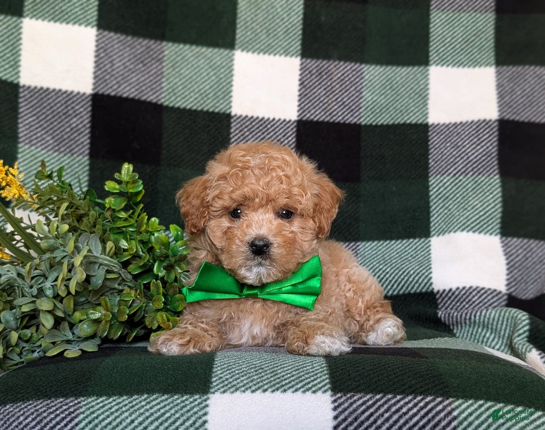 Maltipoo dogs for sale: Daine - Image 4