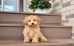 Maltipoo dogs for sale: Gordon - Image 12