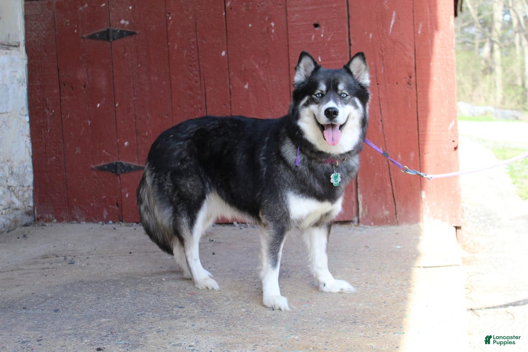 Gerberian Shepsky dogs for sale: Pink - Image 9