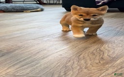Shiba Inu dogs for sale: Foxy - Image 4