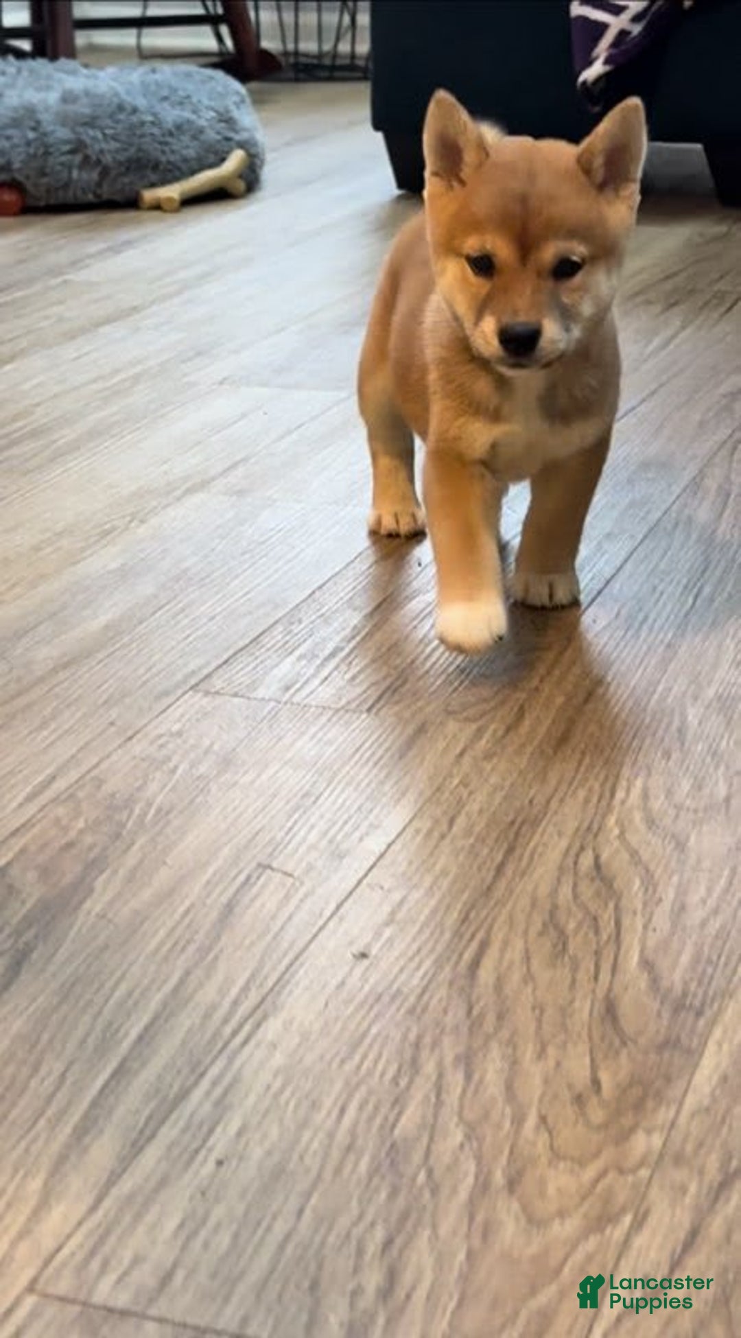 Shiba Inu dogs for sale: Foxy - Image 4