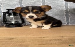 Welsh Corgi Pembroke dogs for sale: Clara - Image 7