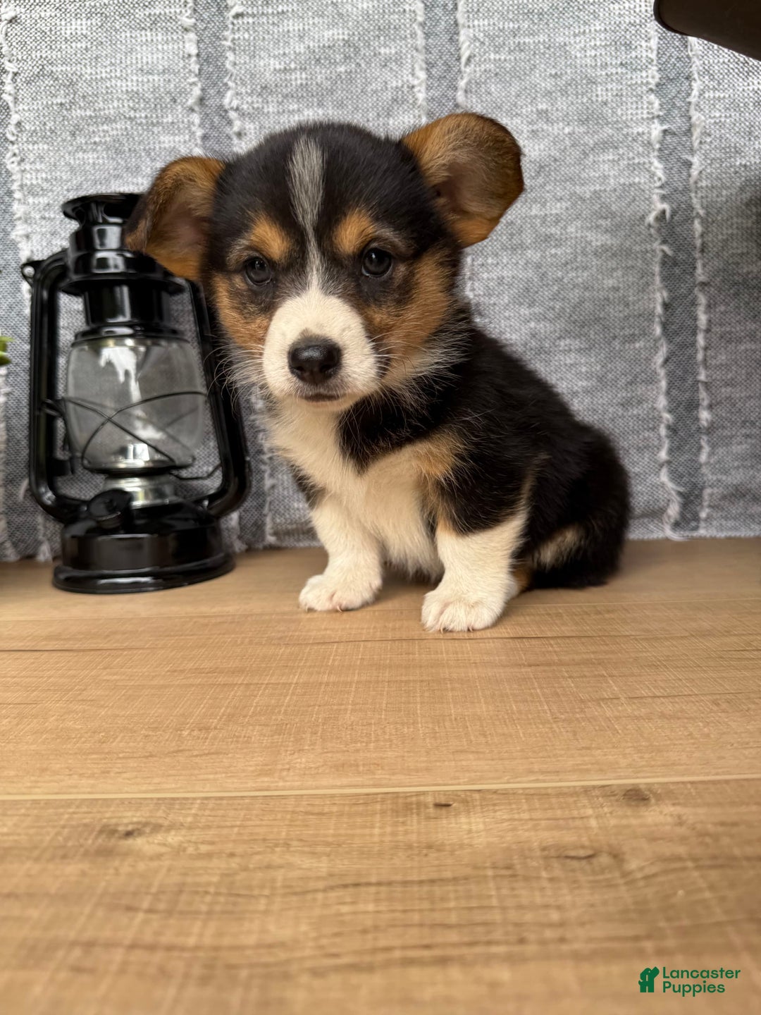 Welsh Corgi Pembroke dogs for sale: Clara - Image 7