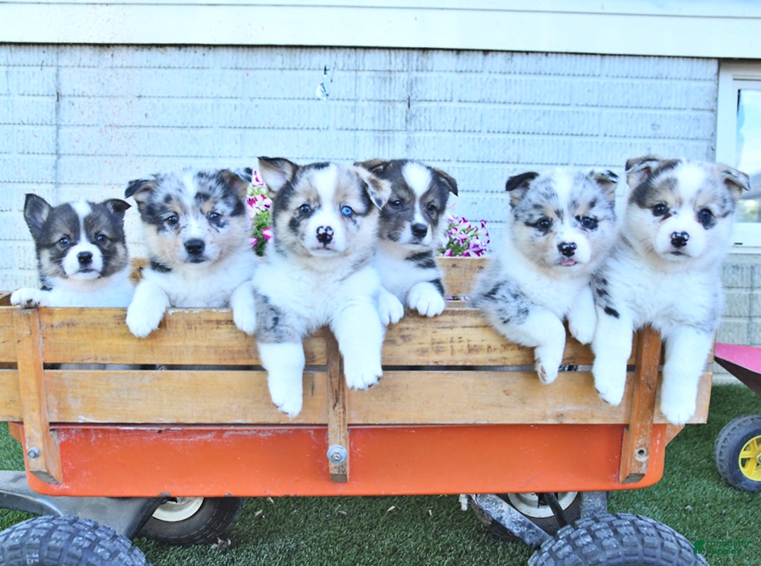 American Eskimo dogs for sale: Spunky - Image 4