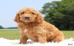 Irish Doodle dogs for sale: Vallen - Image 4