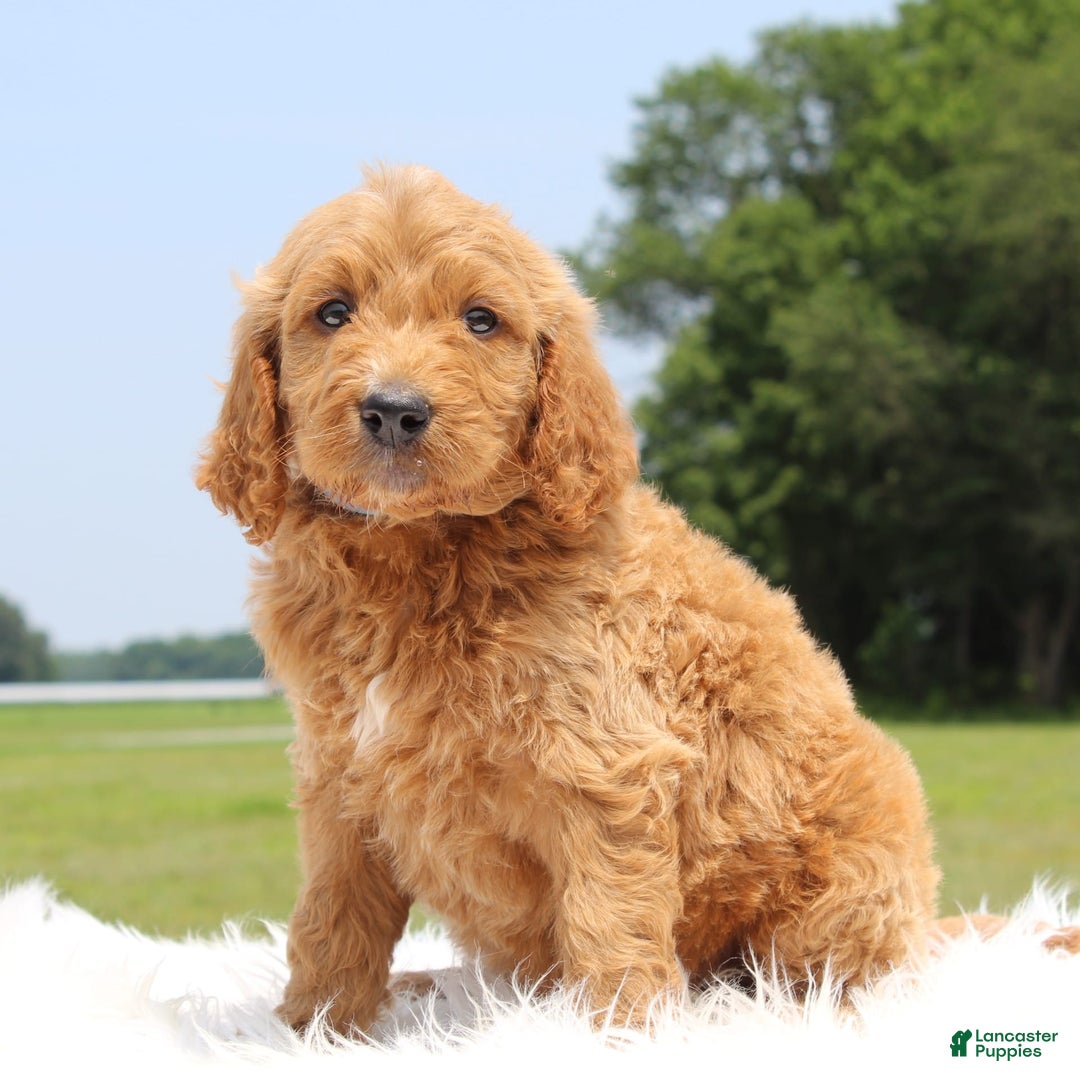 Irish Doodle dogs for sale: Vallen - Image 4