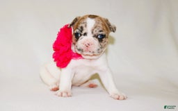 French Bulldog dogs for sale: Athena Akc - Image 40