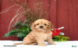 Cockapoo dogs for sale: Kimber - Image 1