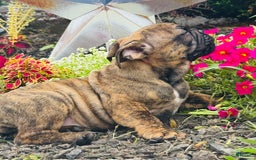English Bulldog dogs for sale: Andy - Image 3