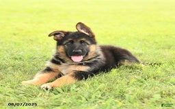 German Shepherd dogs for sale: Domino - Image 4