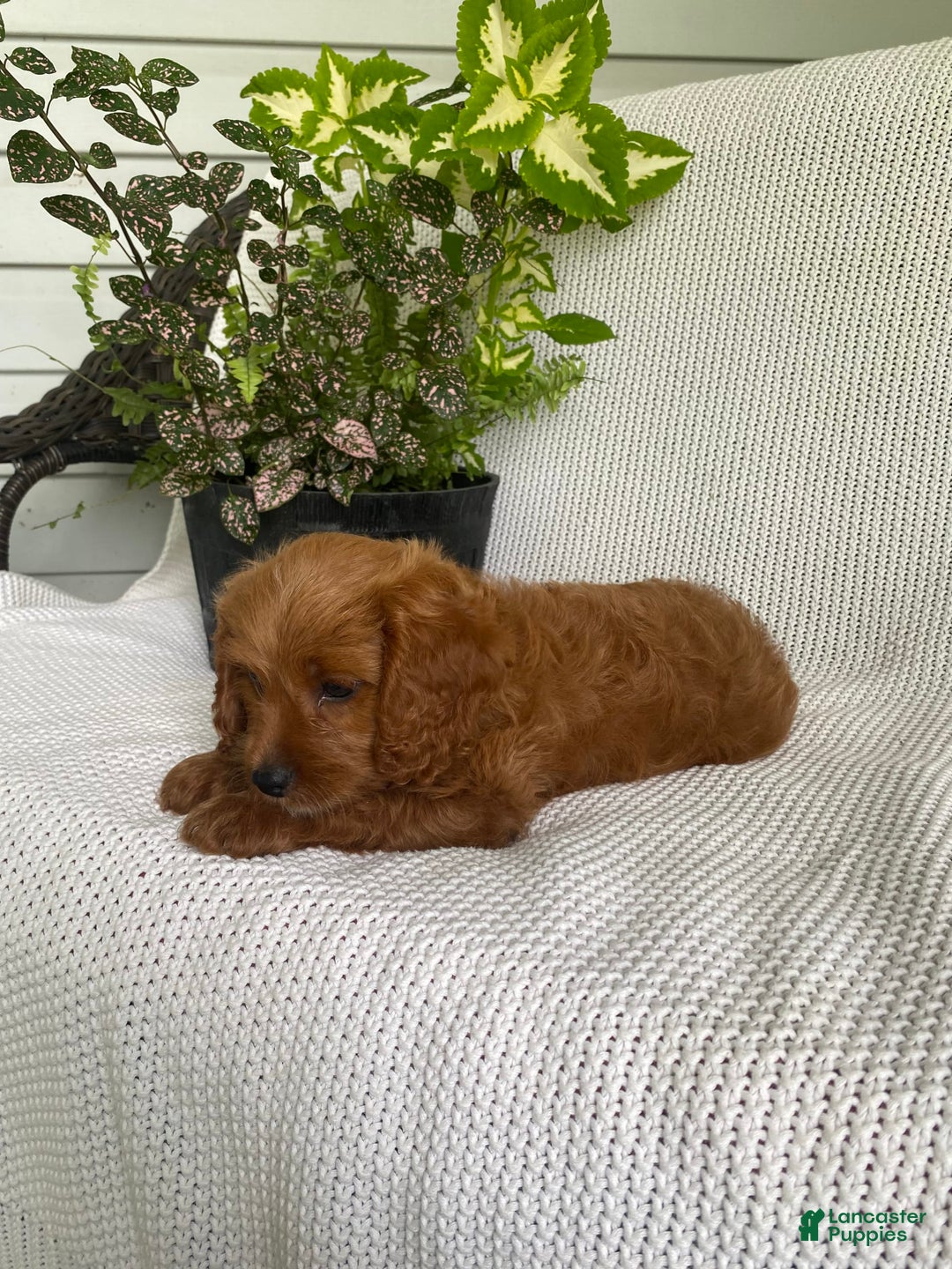 Cavapoo dogs for sale: Moose - Image 2
