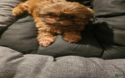 Shih Tzu dogs for sale: Not Named Yet - Image 1